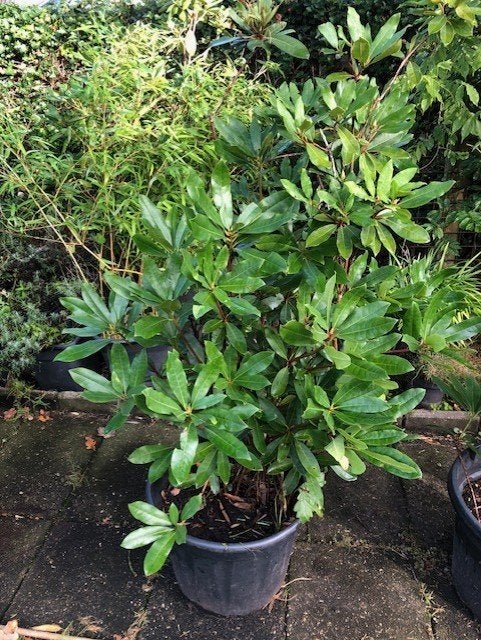 Rhododendron struik , staat in de kuip . hoogte 80 cm boven, Ophalen, Overige soorten, Struik, 100 tot 250 cm