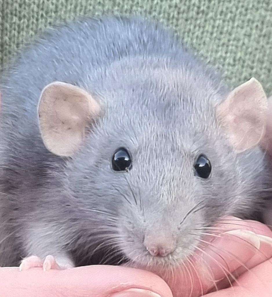 Jonge ratten sociaal en handtam, Dieren en Toebehoren, Knaagdieren, Rat, Maart, Meerdere dieren, Tam