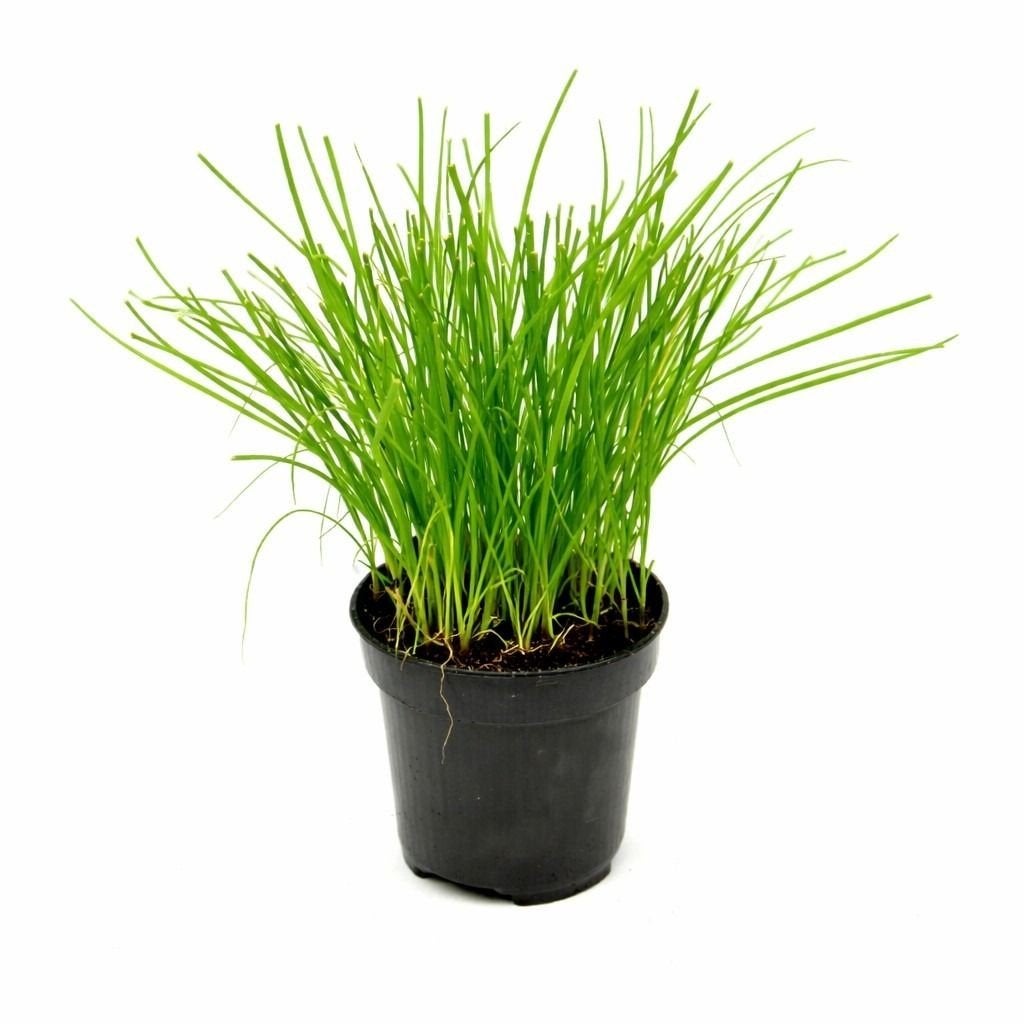 Chinese bieslook (Allium tuberosum) in P9 pot., Ophalen, Volle zon, Vaste plant, Kruiden