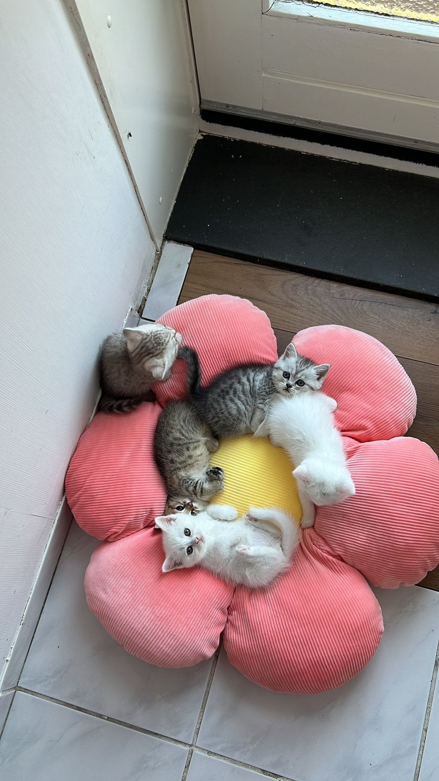 5 Britse kittens zoeken een liefdevol thuis! ️, Dieren en Toebehoren, Meerdere dieren, Ontwormd