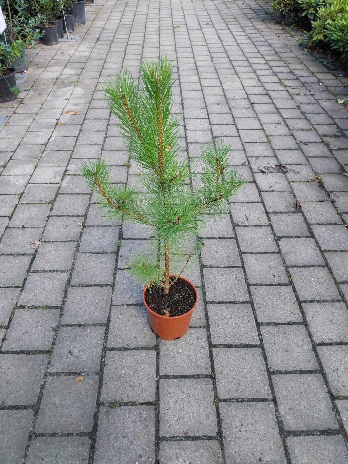 Pinus Nigra Nigra - Oostenrijkse Zwarte Den 60-80 cm, Ophalen, Bloeit niet, Overige soorten, Volle zon