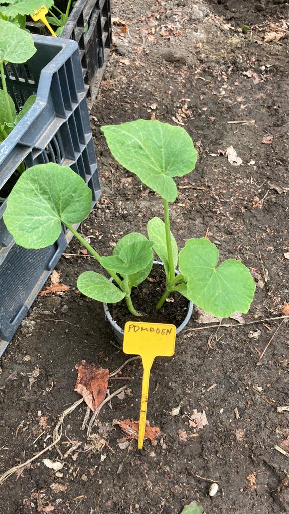 Pompoen, Ophalen, Minder dan 100 cm, Overige soorten, In pot
