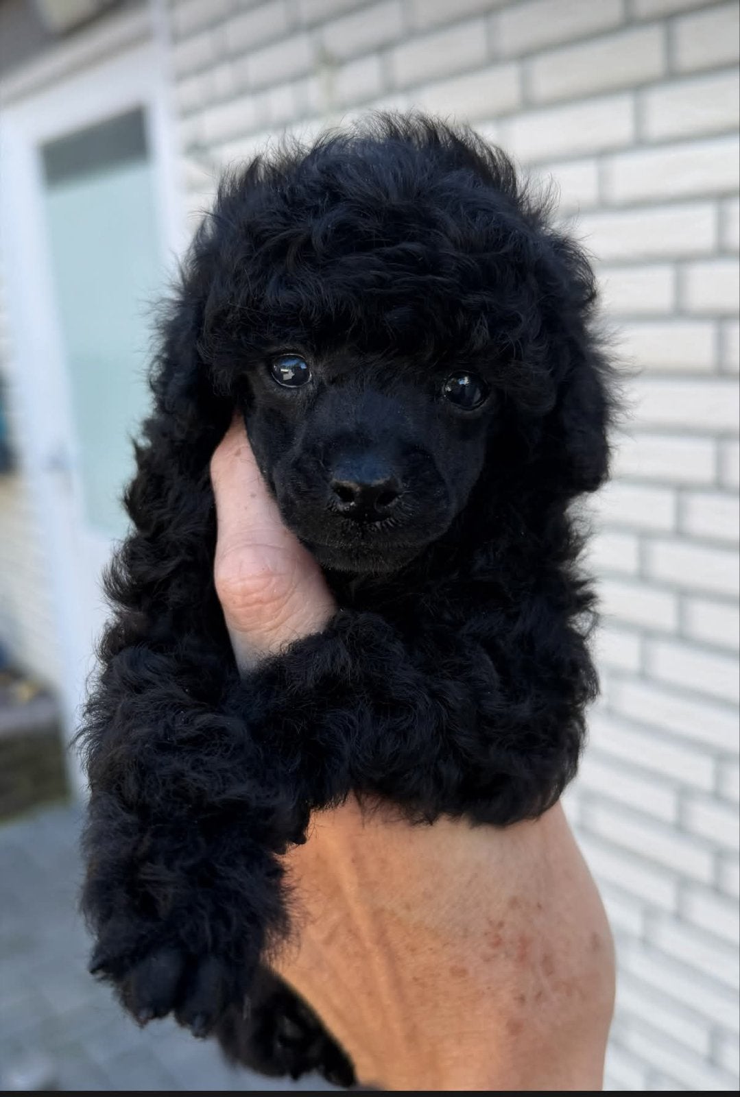 Toy poodle teefje, Poedel, CDV (hondenziekte), 8 tot 15 weken, Teef