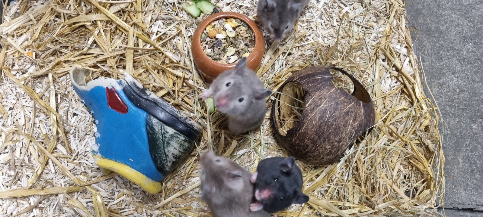 Syrische Goud Hamsters, Dieren en Toebehoren, Hamster, Juli, Meerdere dieren, Tam