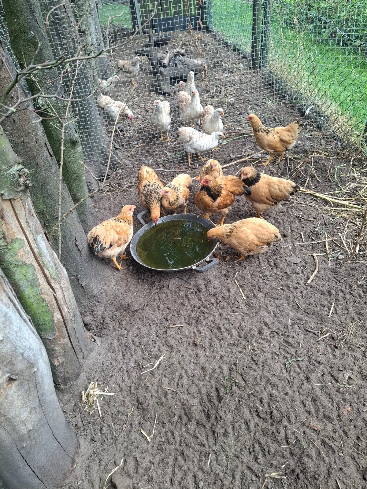 Te koop , Wyandotte Bruin. Hennetjes en Haantjes, Dieren en Toebehoren, Pluimvee, Meerdere dieren, Kip