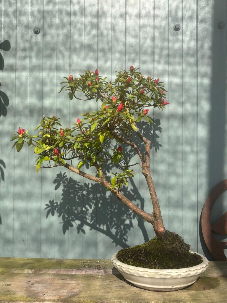 bonsai Azalea, In pot, Halfschaduw, Lente, Minder dan 100 cm