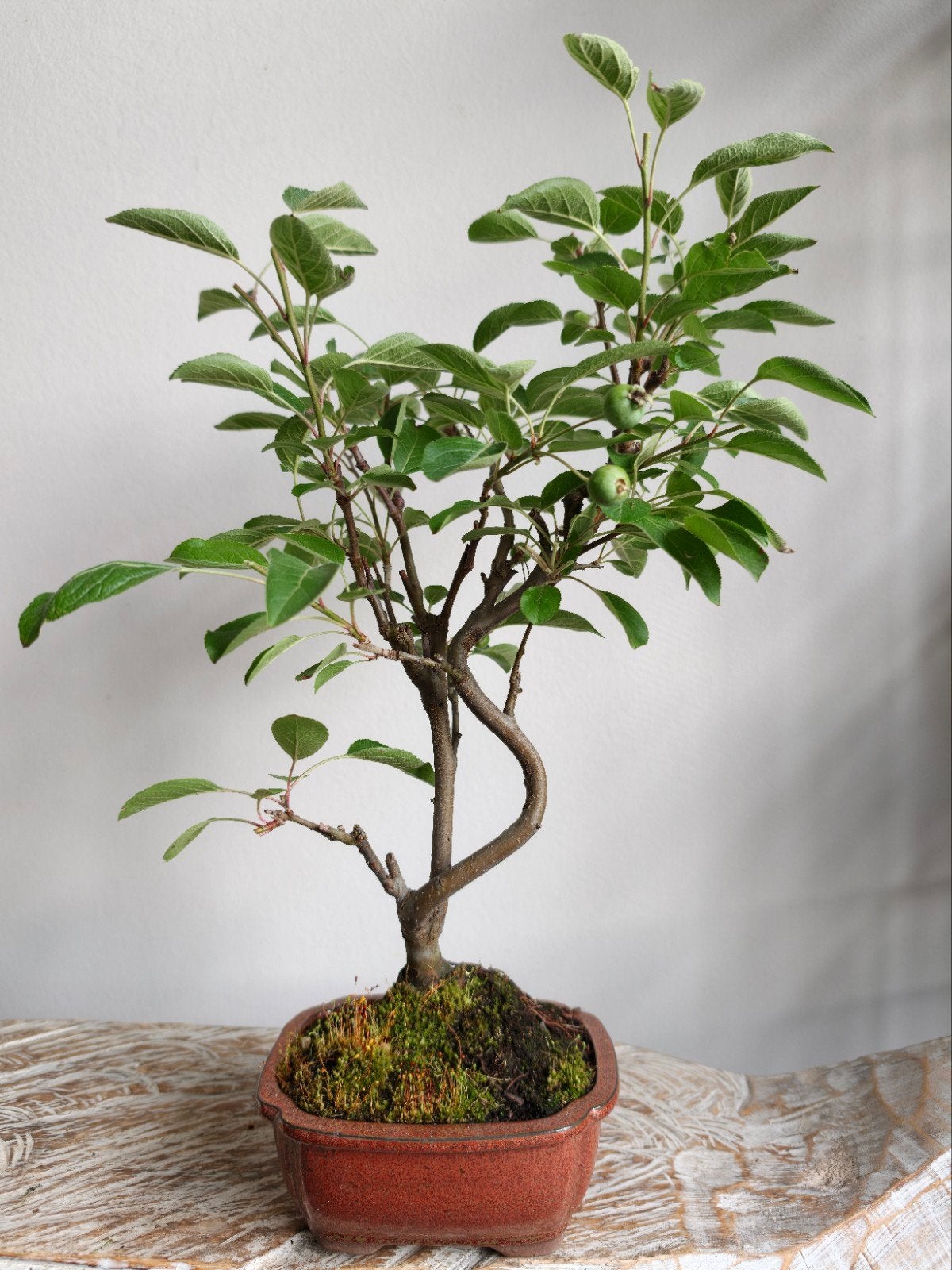 Malus bonsai, Ophalen of Verzenden, Kruiden, Halfschaduw