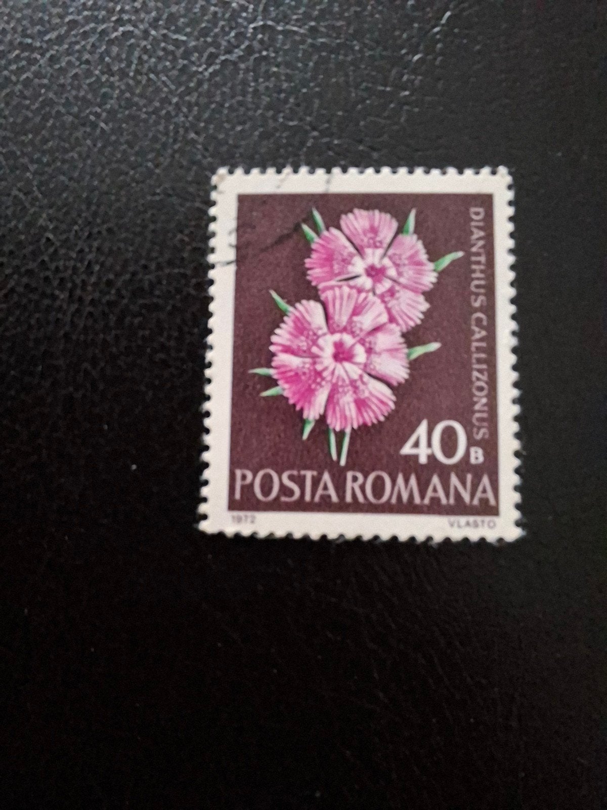 Bloemen.  Roemenië, Ophalen of Verzenden, Dier of Natuur
