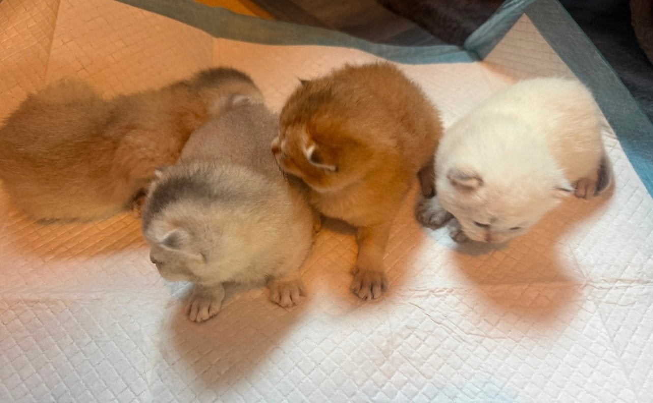 4 prachtige britse korthaar kittens!, Meerdere dieren, Ontwormd, 0 tot 2 jaar