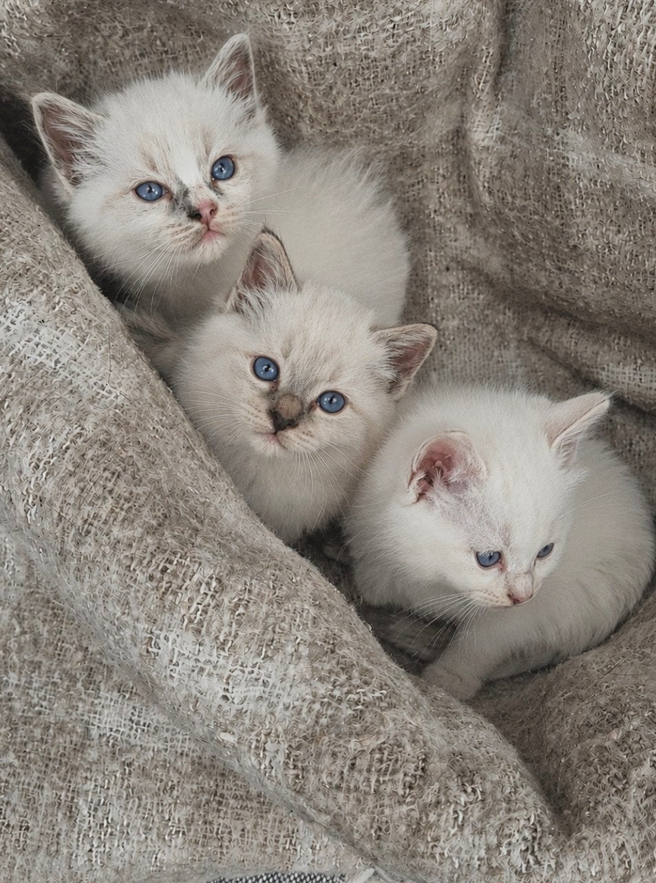 Ragdoll kittens