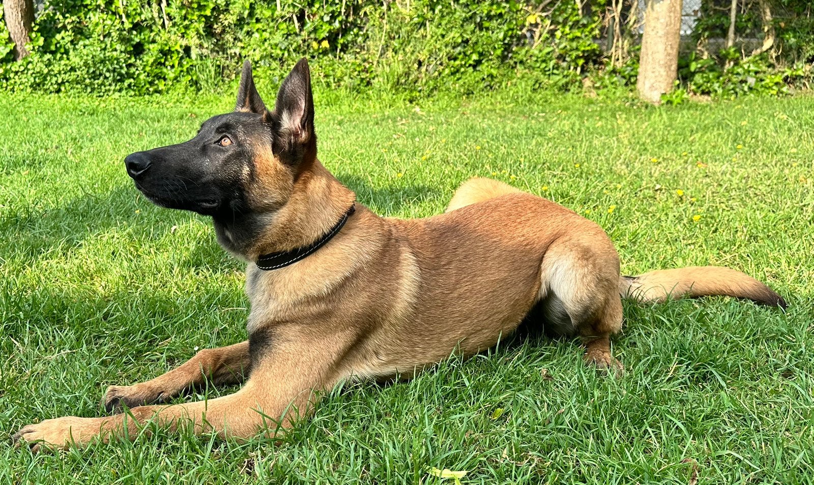 Mechelse herder reu 6 maanden oud., Reu, 8 tot 15 weken, Eén hond, Herder
