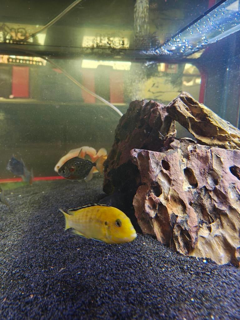 Malawi cichlide (Labidochromis caeruleus Yellow), Dieren en Toebehoren, Vissen | Aquariumvissen, Vis