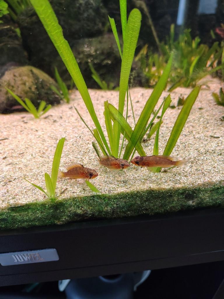 Apistogramma Macmasteri, Vis