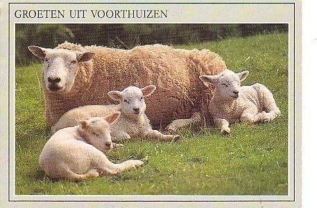 Ansichtkaart 	Voorthuizen	Schapen, Verzenden, 1960 tot 1980, Gelopen, Gelderland
