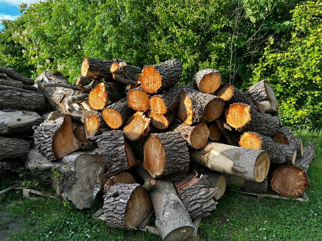 Wilgenhout op stam, 6 m³ of meer, Ophalen