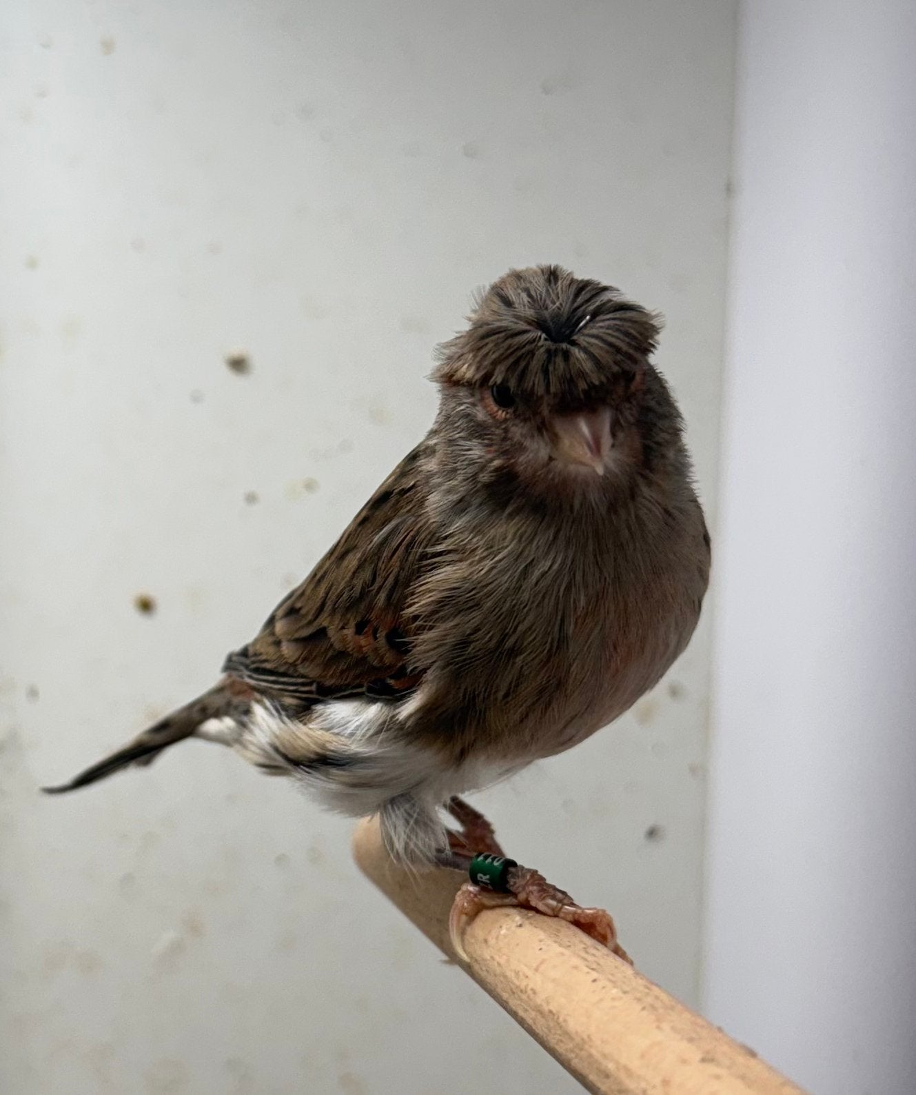Harlekijn kanaries mannen, Dieren en Toebehoren, Vogels | Kanaries, Meerdere dieren, Postuurkanarie