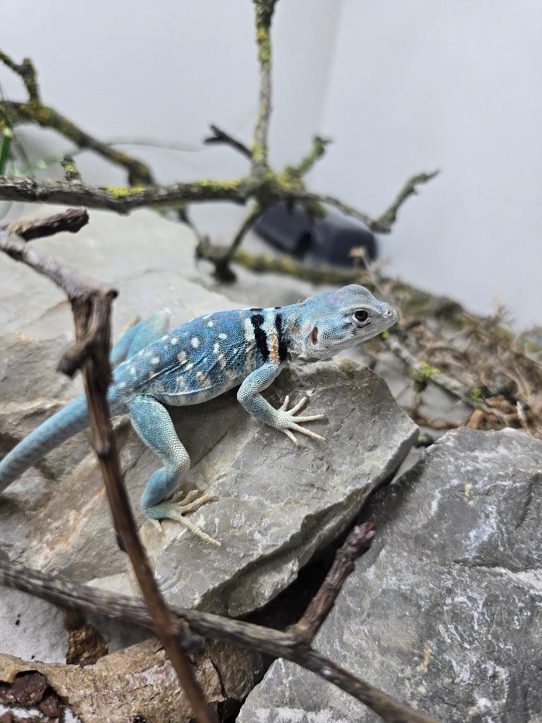 1.0 Crotaphytus Dickersonae cb25, Dieren en Toebehoren, Hagedis, 0 tot 2 jaar