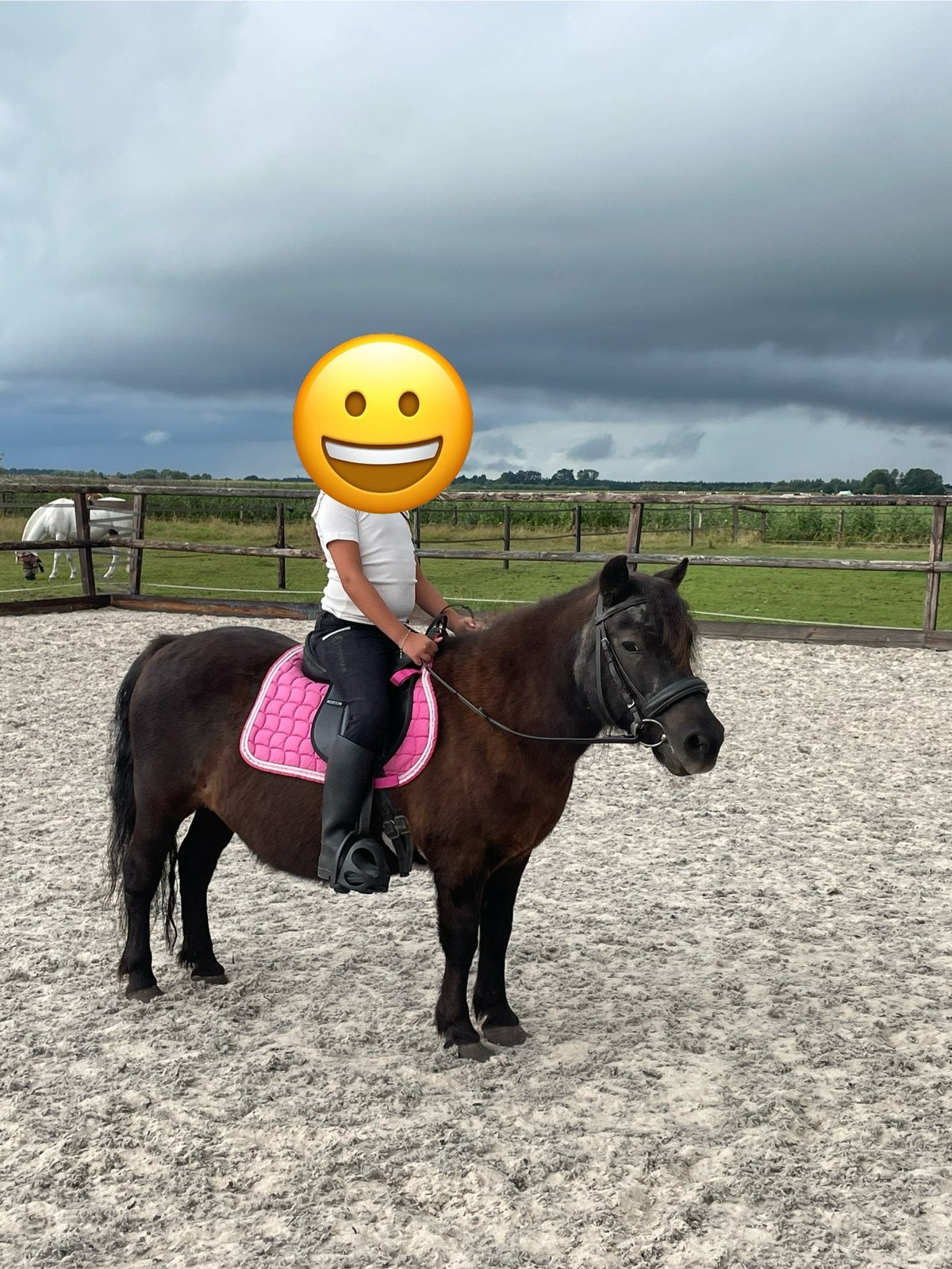 De allerliefste kinderpony / beginnerspony, Dieren en Toebehoren, Merrie, Met stamboom, Niet van toepassing, A pony (tot 1.17m)