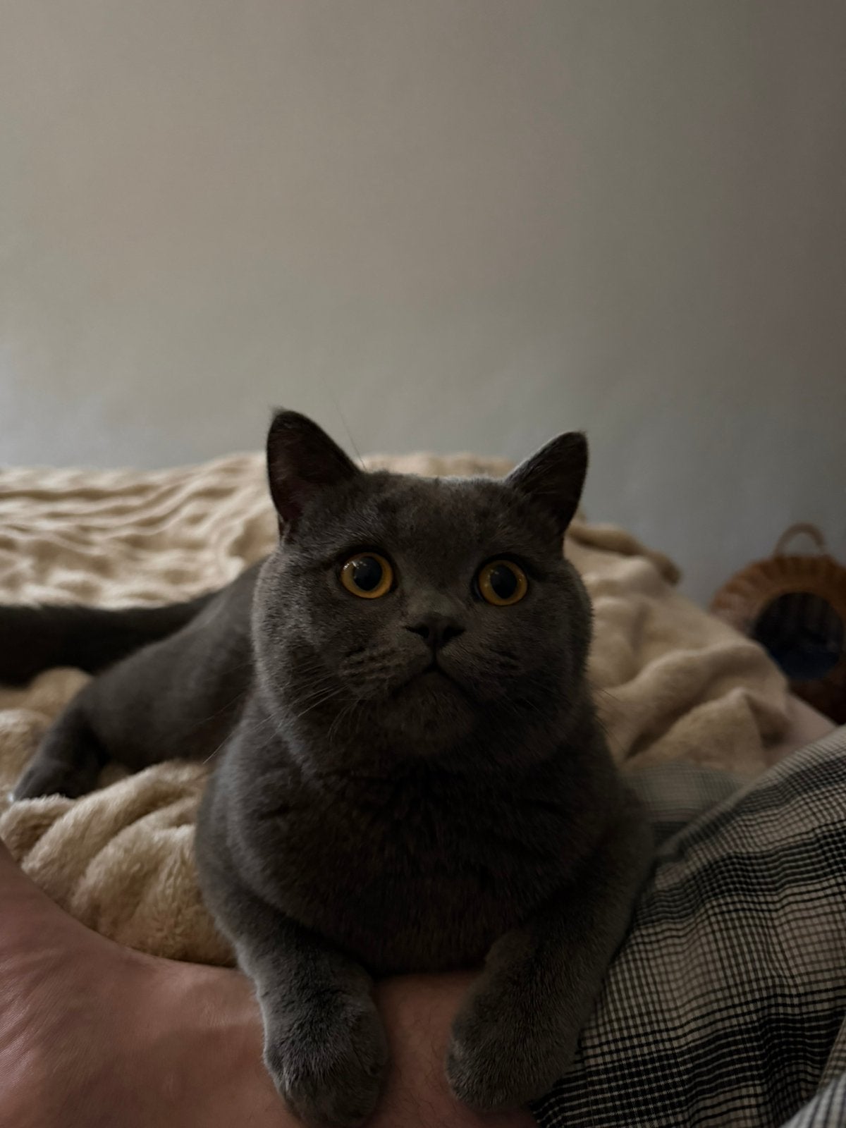 British Shorthair, Meerdere dieren