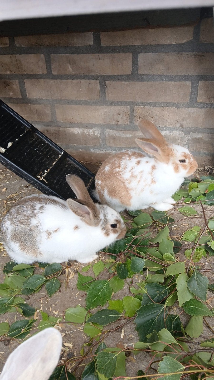 2 lieve konijnen - 10 weken oud - mannelijk, Dieren en Toebehoren, Konijnen, Mannelijk, Dwerg