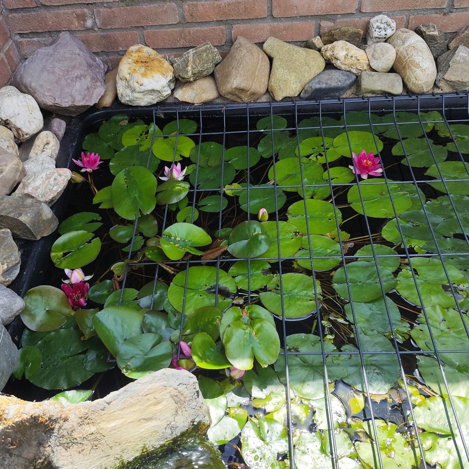 Grote waterlelie, Tuin en Terras, Ophalen, Zo goed als nieuw, Overige typen