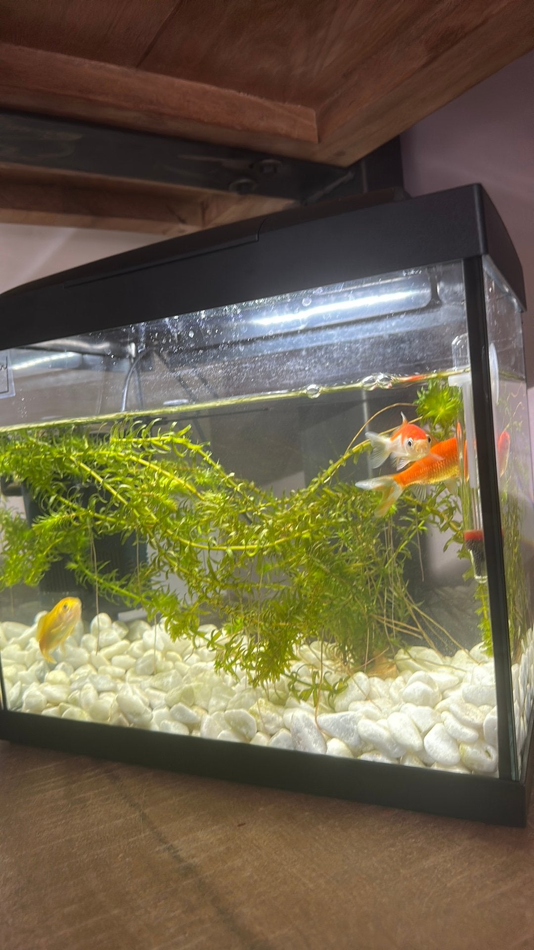 3 vissen met aquarium en voer filter, Dieren en Toebehoren, Ophalen, Zo goed als nieuw