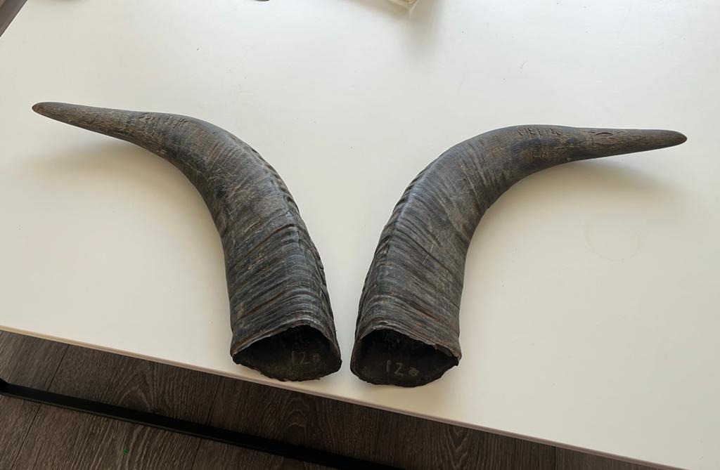 Hoorns 50 cm, Verzamelen, Dierenverzamelingen, Ophalen of Verzenden, Zo goed als nieuw, Beeldje of Figuurtje
