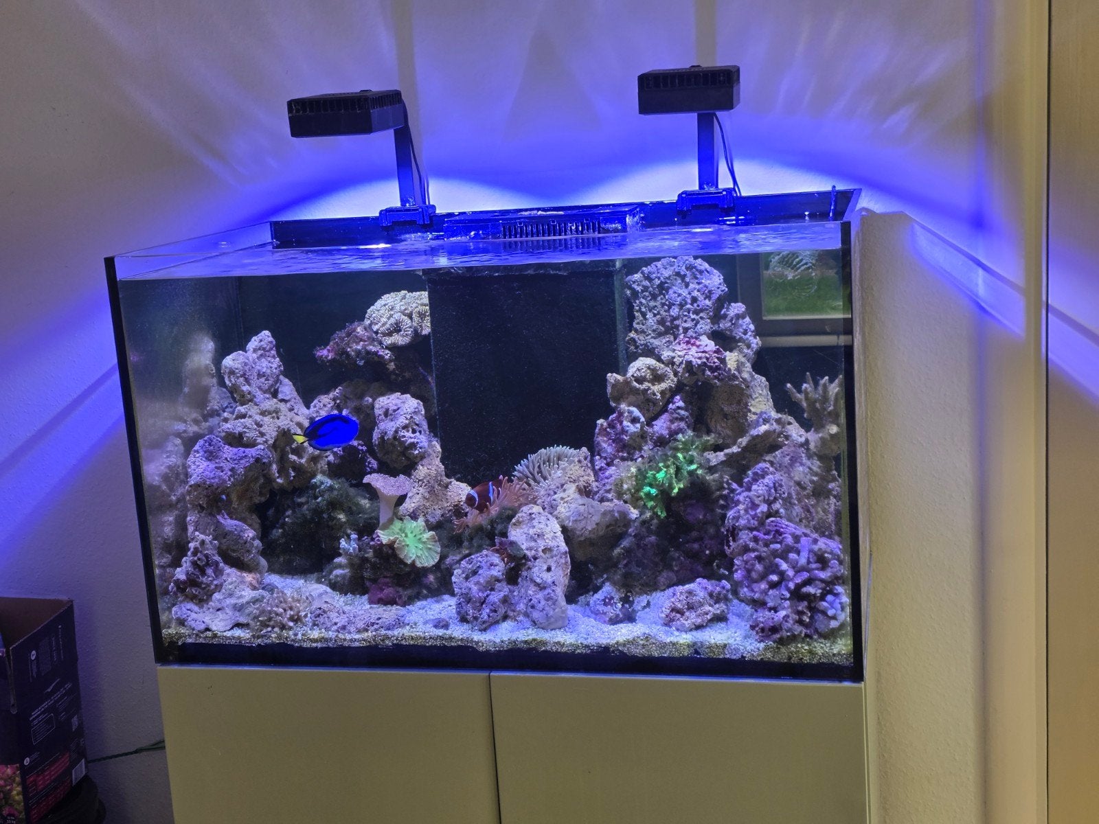 Compleet zeeaquarium, Dieren en Toebehoren, Ophalen of Verzenden, Gevuld zeewateraquarium