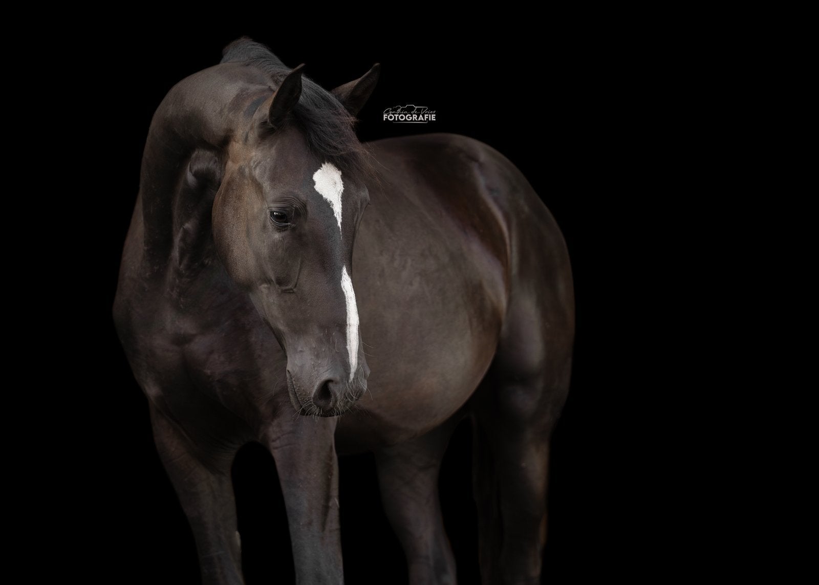 3-jarige brave dressuur ruin., Dieren en Toebehoren, Ruin, Dressuurpaard, Zadelmak, 3 tot 6 jaar