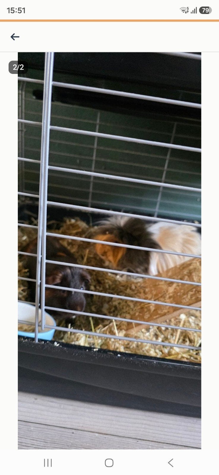 Gratis 2 mannentjes cavia s, Dieren en Toebehoren, Konijnen, Mannelijk, Middelgroot, 0 tot 2 jaar