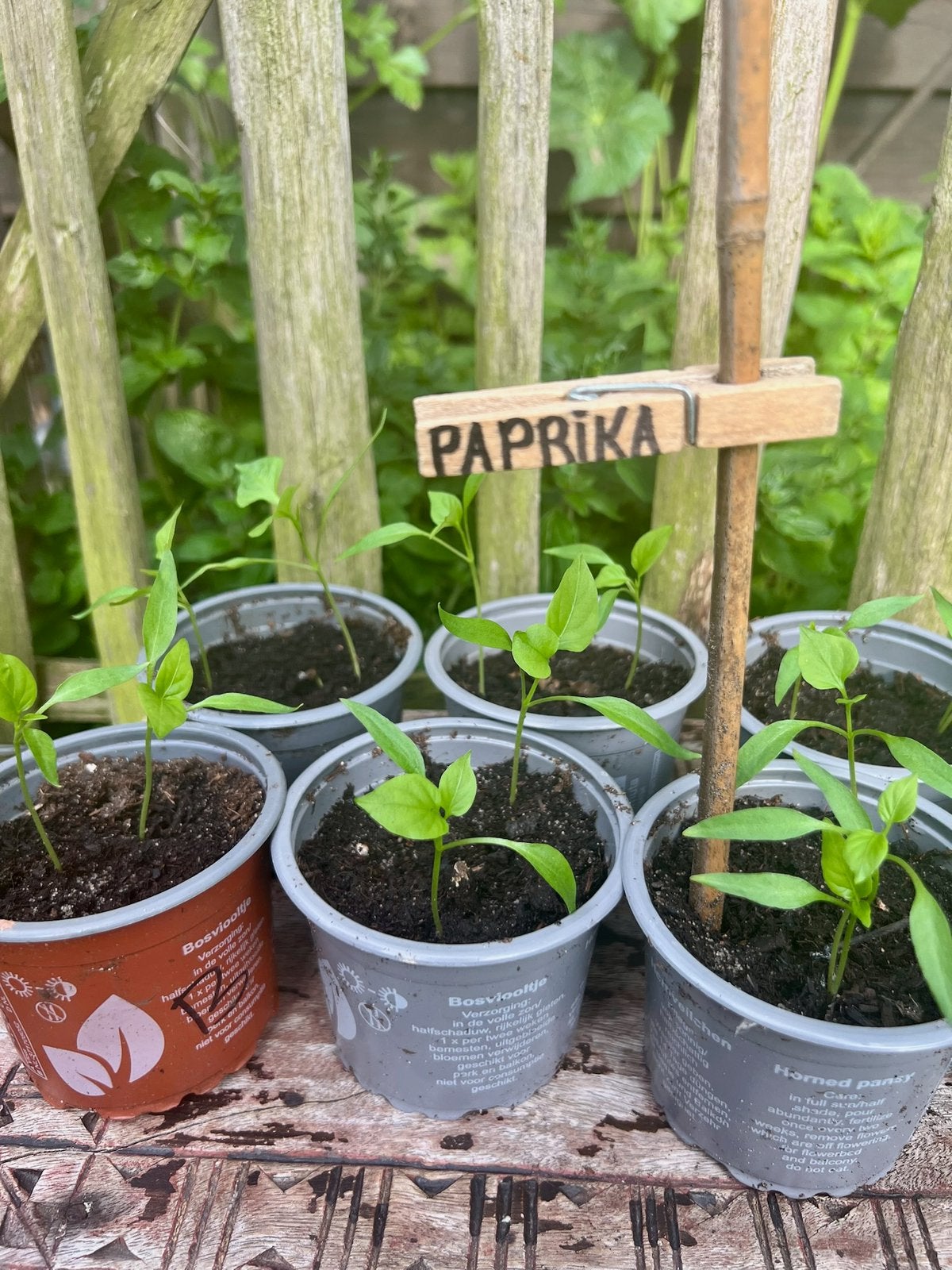 PAPRIKA Plantjes uit Biologische tuin + Puntpaprika, Tuin en Terras, Planten | Tuinplanten, Ophalen, Volle zon, Groenteplanten