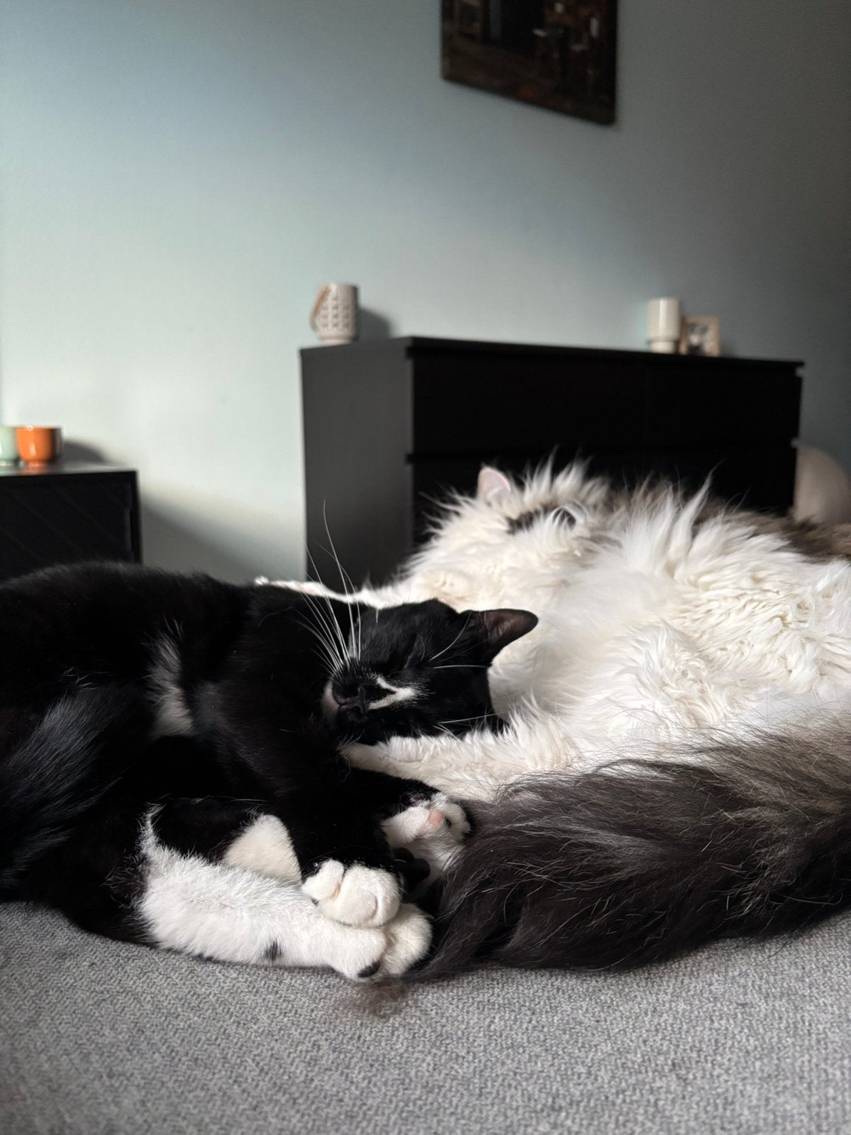 Lieve katers Milo & Jack zoeken samen een liefdevol thuis