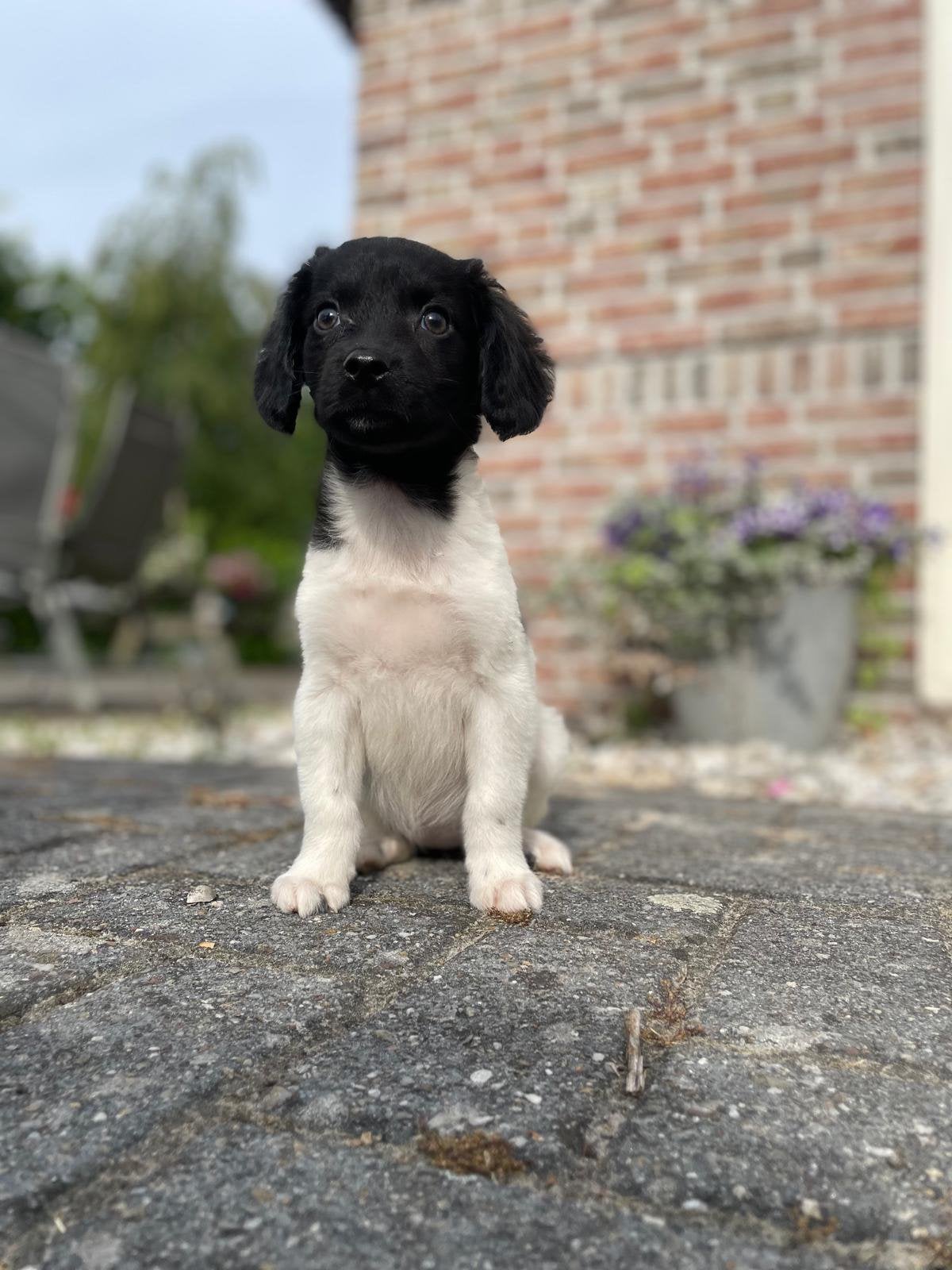 Friese Stabij pup opzoek naar haar gouden mandje, Nederland, Overige rassen, 8 tot 15 weken, Teef
