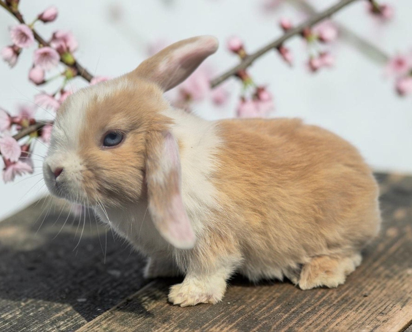 Engelse mini lop hangoordwerg gevaccineerd!, Dieren en Toebehoren, Konijnen, Meerdere dieren, Dwerg, Hangoor, 0 tot 2 jaar