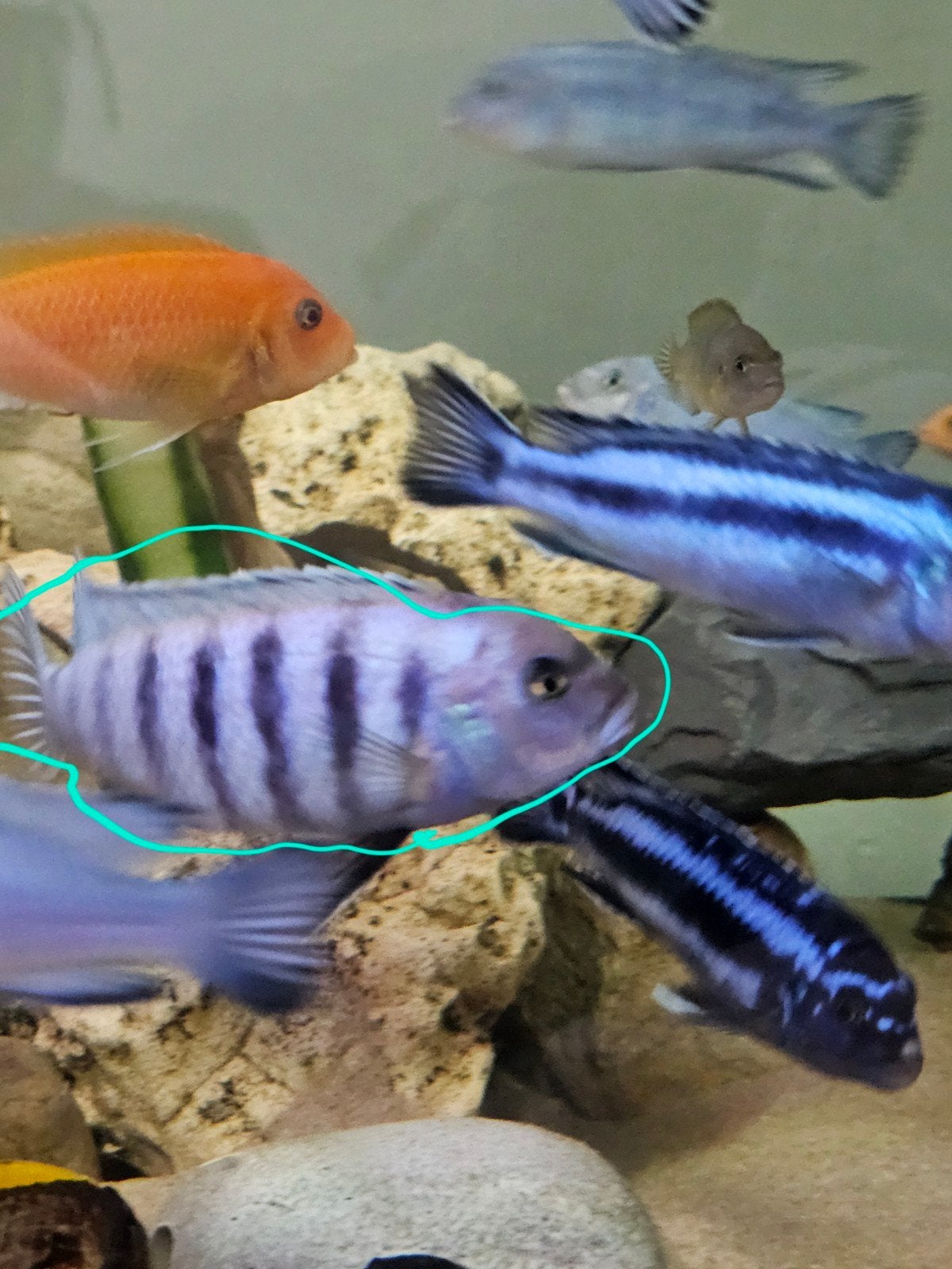 Vis, Dieren en Toebehoren, Vissen | Aquariumvissen, Vis