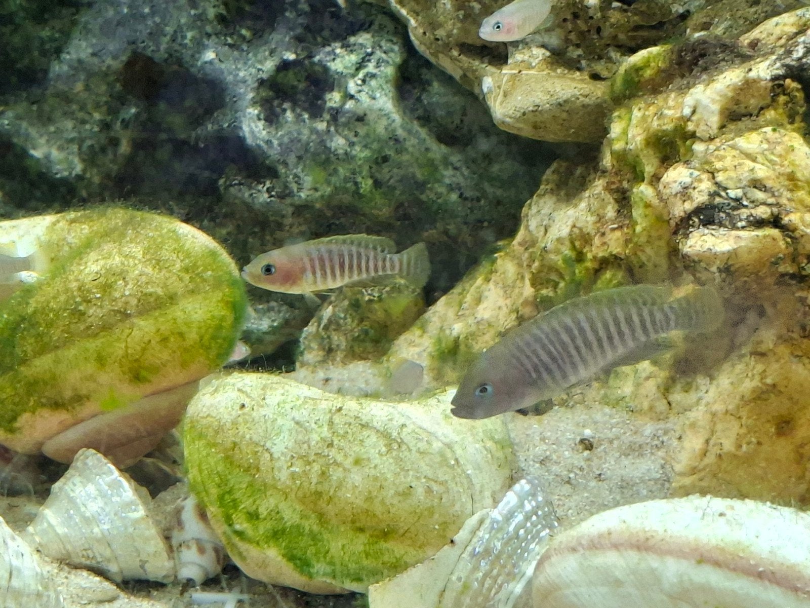 jonge neolamprologus multifasciatus, Vis, Zoetwatervis