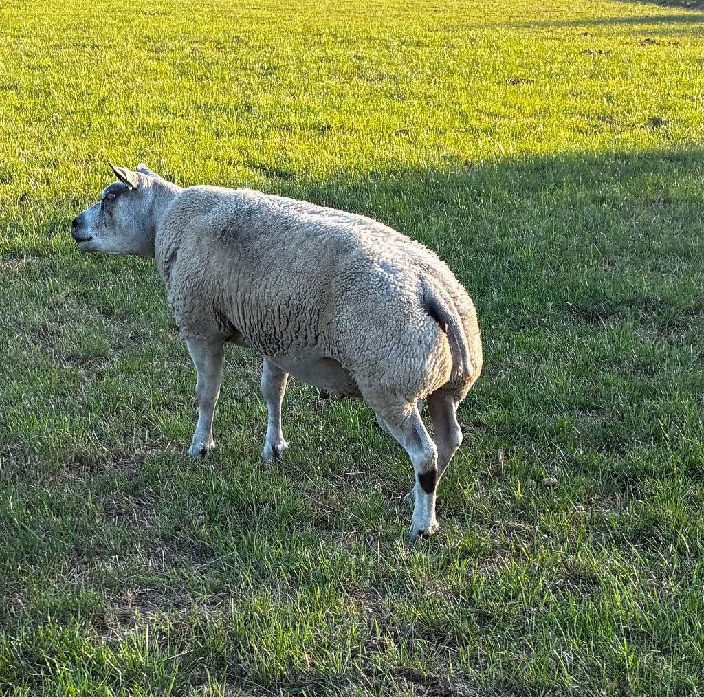 Texelse dekram 1,5 jarige Zwoegervrij, Mannelijk, Schaap, 0 tot 2 jaar