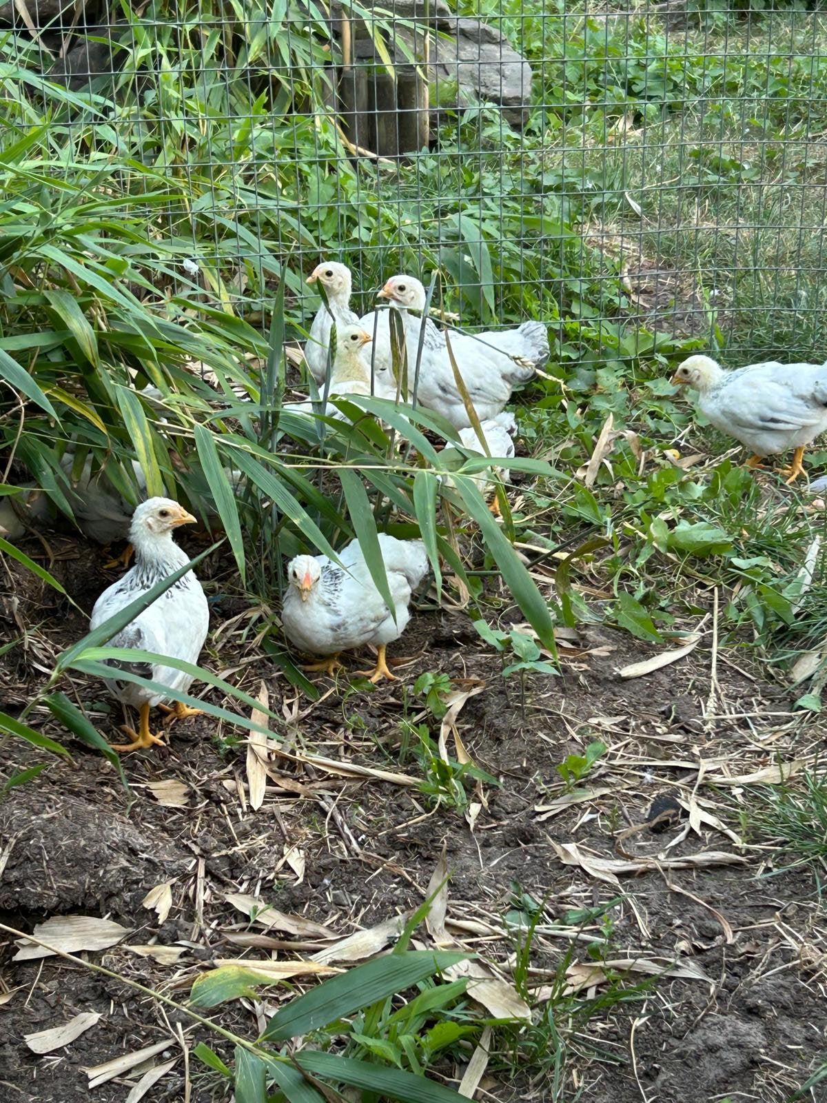 Mooie columbia kriel wyandotte, Meerdere dieren, Kip