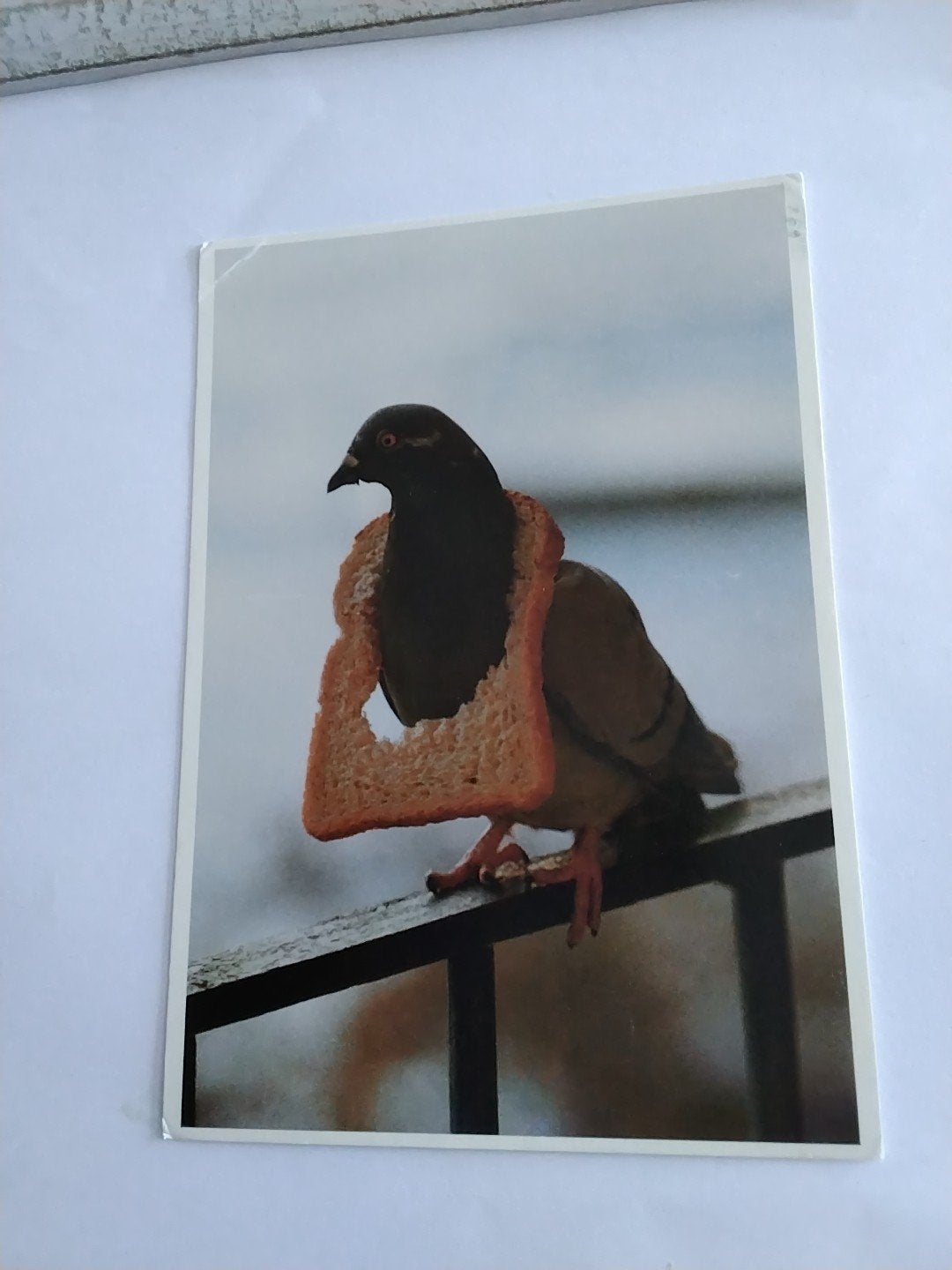 Ansichtkaart Duif met boterham - Wilfred Meun 1988, Ophalen of Verzenden, 1980 tot heden, Ongelopen