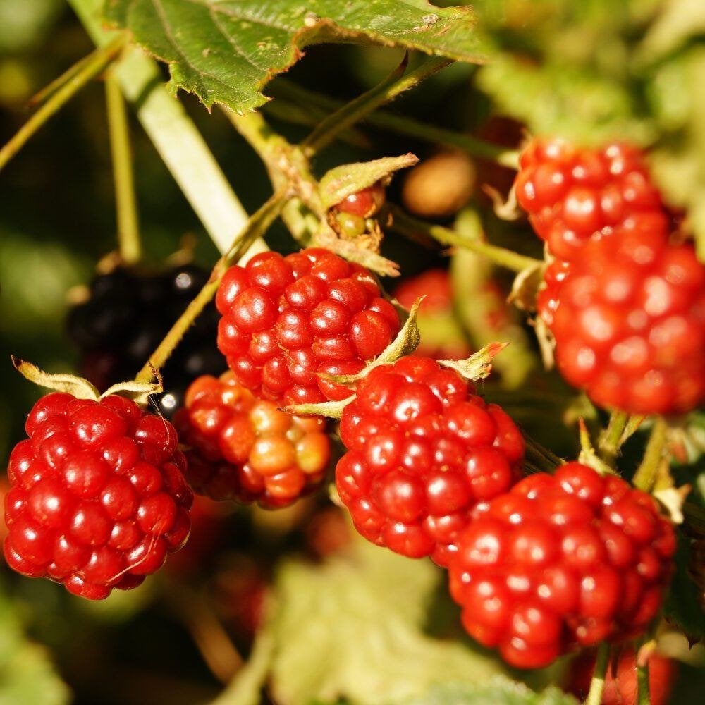 WIJNBES - tuinplant - vruchten geschikt voor consumptie, Ophalen, Volle zon, Vaste plant, Fruitplanten