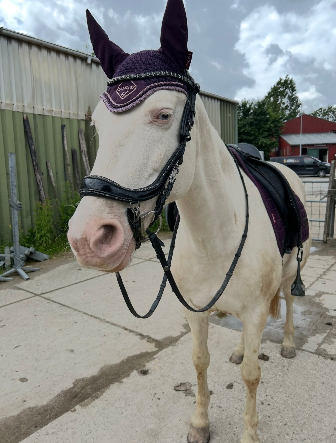 Bijrijder gezocht, Dieren en Toebehoren, Ophalen, Nieuw