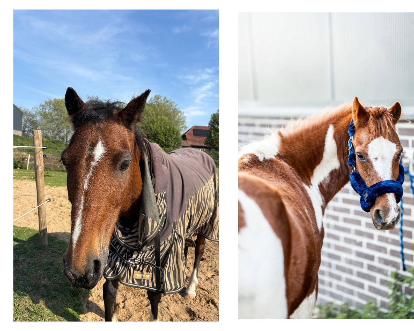 Enthousiaste paardengek gezocht, Ophalen, Nieuw