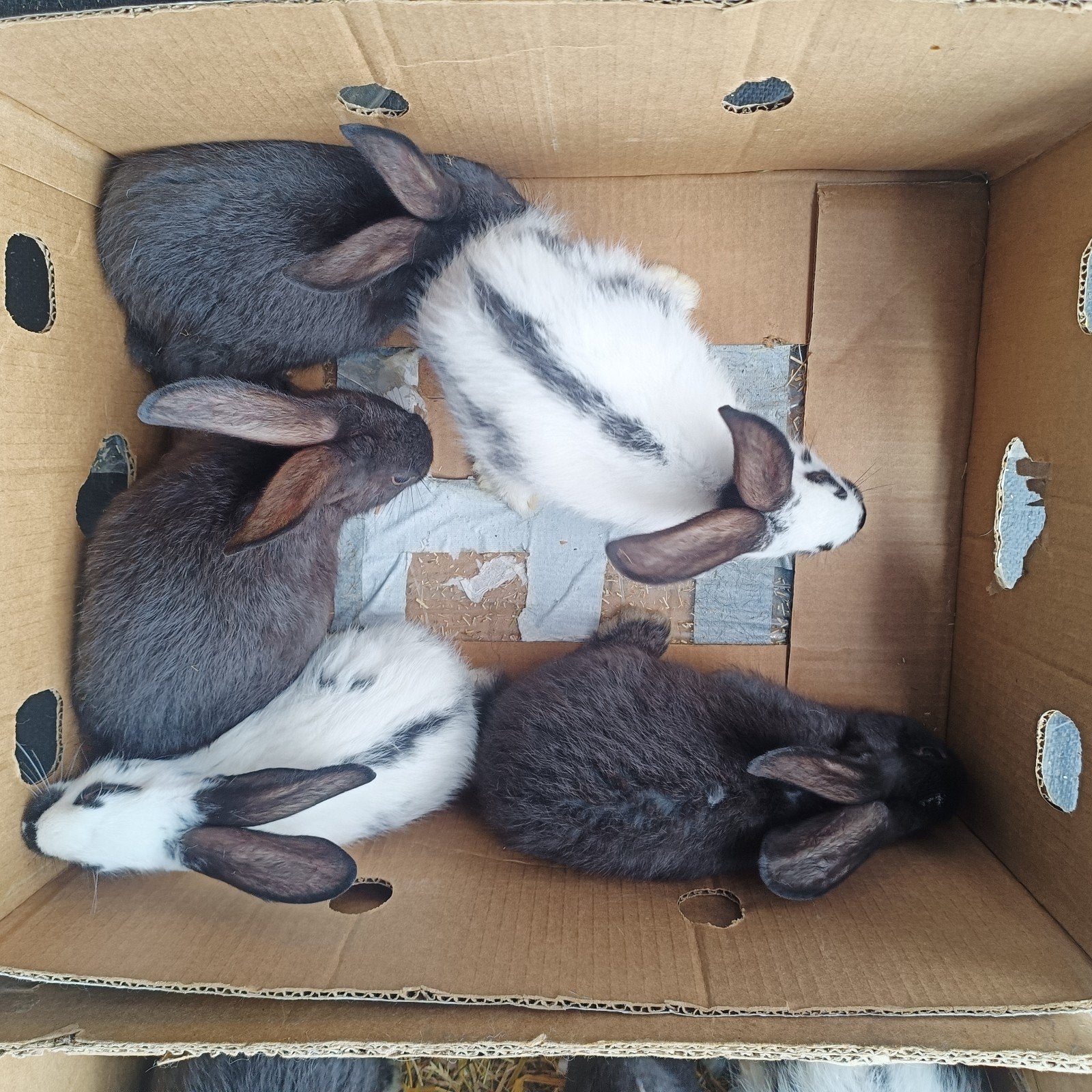 Mooie F1 konijnvlees voor fok, Dieren en Toebehoren, Meerdere dieren, Groot, 0 tot 2 jaar