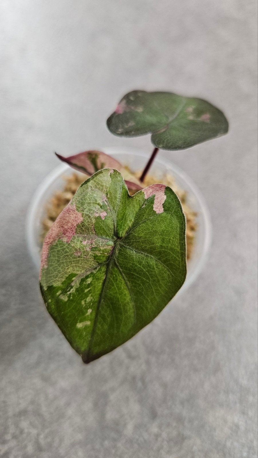 Alocasia 'Serendipity' Pink Variegata, Ophalen of Verzenden, Halfschaduw, Minder dan 100 cm