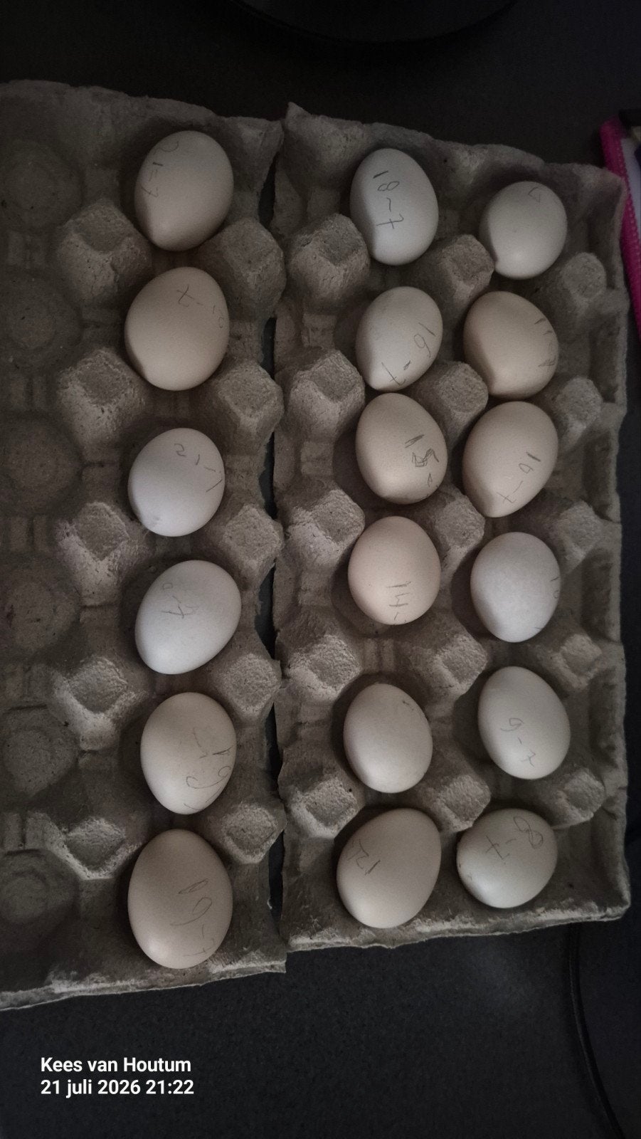 Serama broed eitjes