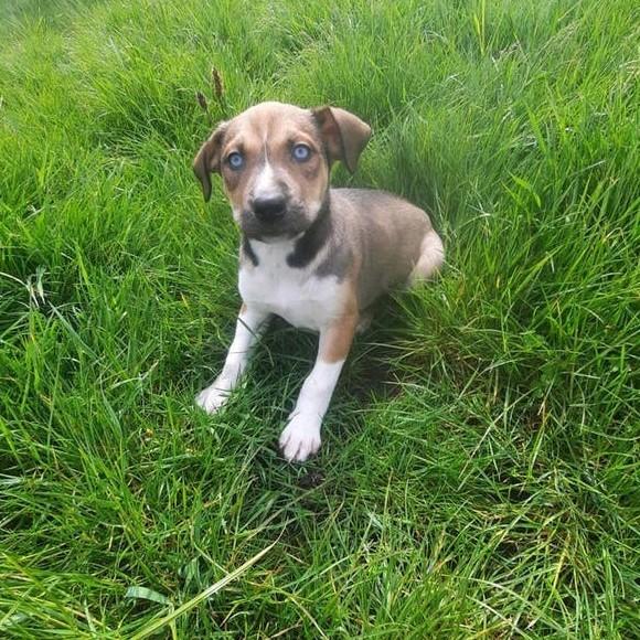 Prachtige Amerikaanse stafford kruising puppies mogen mee!, Dieren en Toebehoren, Parvo, 8 tot 15 weken, Eén hond, Nederland