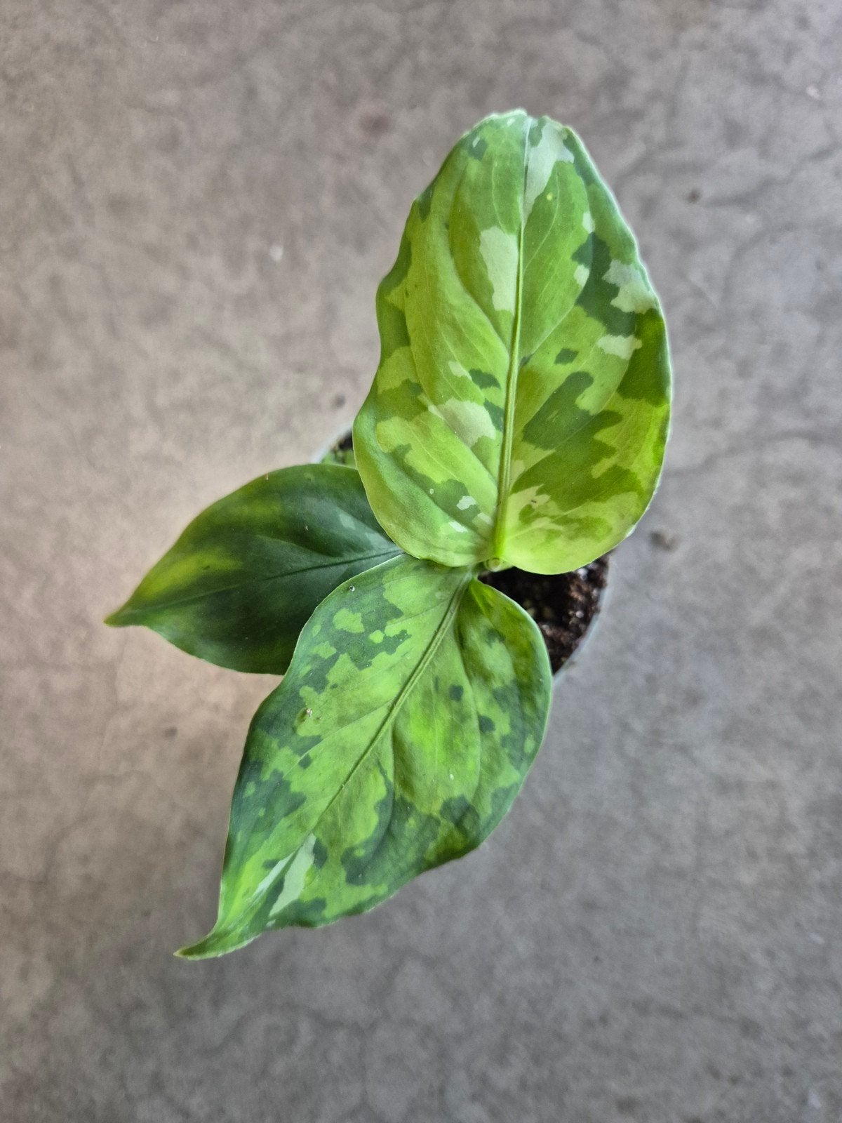 Aglaonema Pictum Tricolor p6, meerdere vergelijkbare exempla