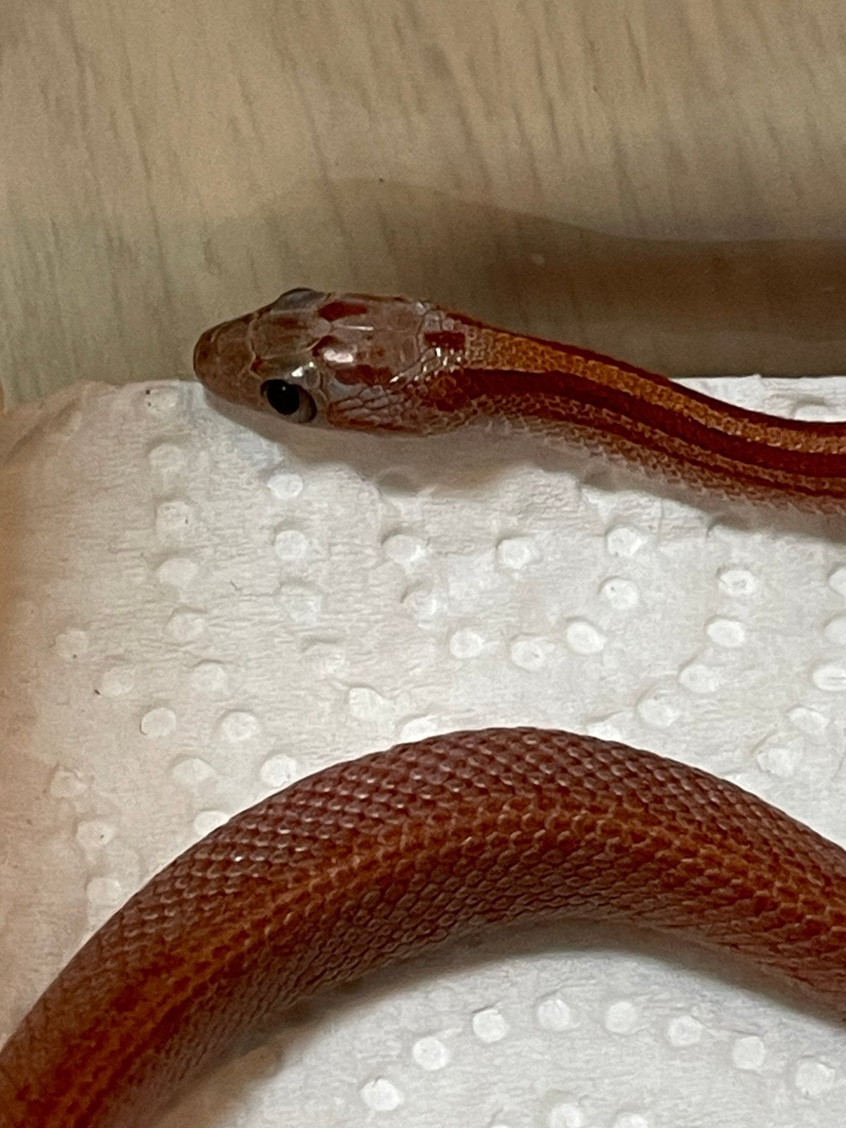 0.1 Pantherophis guttatus, terrazzo Corn Snake photo 2