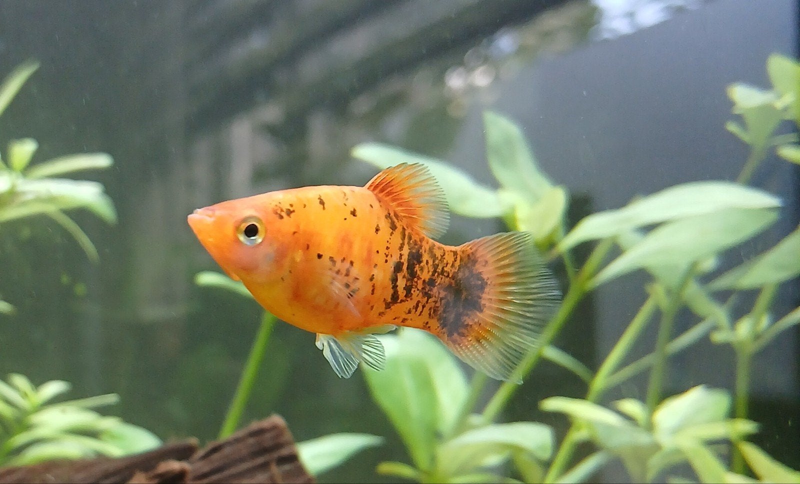 2x Platy Aquarium visjes Oranje Zwart, Ophalen
