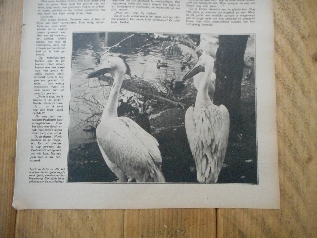 Artis. Pelikanen en aalscholvers. 1931., Ophalen of Verzenden, 1920 tot 1940, Nederland, Knipsel(s)